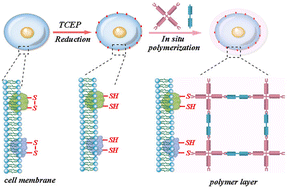 Graphical abstract: Mild nanoencapsulation of single mammalian cells by surface initiated polymerization