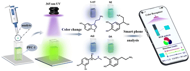 Graphical abstract: Excimer-to-monomer switching in a pyrene HOF for discriminative neurotransmitter sensing
