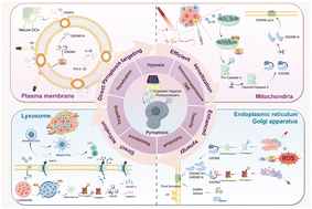 Graphical abstract: Advances in organelle-targeted photosensitizer-mediated pyroptosis for photodynamic tumor therapy: overcoming immunological limitations
