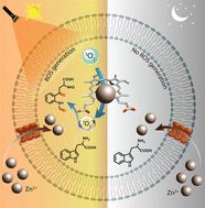 Graphical abstract: Molecular communication system using Zn2+ selective supramolecular nanochannel to induce photoregulated catalysis
