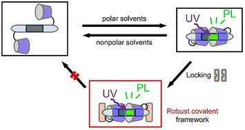 Graphical abstract: Covalently linked rotaxane encapsulation of a benzil core for consistent organic room-temperature phosphorescence across diverse solvents