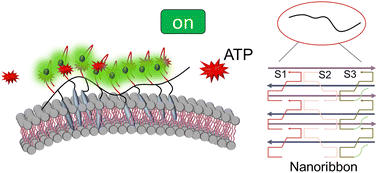 Graphical abstract: The “Nanoribbon Sentinel”: a cell-surface aptasensor for real-time imaging of gliotransmitter release