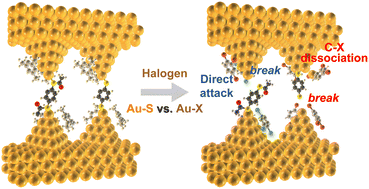 Graphical abstract: Mechanistic insights into the halogenated solvent effect on the Au–S bond cleavage