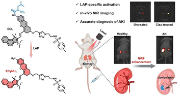 Graphical abstract: NIR fluorescent probe for accurate diagnosis of acute kidney injury by monitoring leucine aminopeptidase