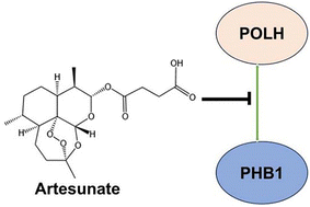Graphical abstract: Chemical proteomics-based identification of artesunate as a POLH–PHB1 interaction disruptor