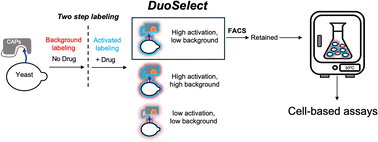 Graphical abstract: A novel directed evolution platform for engineering chemically gated protein switches