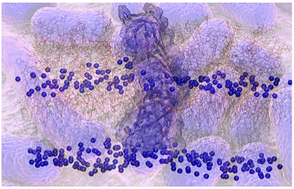 Graphical abstract: Internalization of antibiotics by the multi-resistant bacteria Acinetobacter baumannii through the CarO outer membrane porin