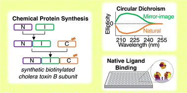 Graphical abstract: Total chemical synthesis of pentameric cholera toxin subunit B