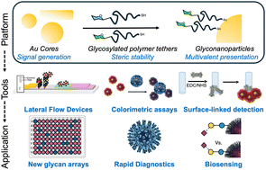 Graphical abstract: Polymer-tethered glycosylated gold nanoparticles as versatile tools for bio-sensing