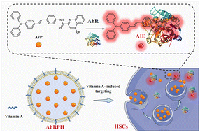 Graphical abstract: An aryl-hydrocarbon receptor-based drug-screening strategy for hepatocellular carcinoma based on dynamic fluorescence imaging