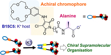 Graphical abstract: Potassium-ion-responsive chiral supramolecular hydrogels exhibiting long-range chirality transfer from d- or l-alanine to achiral frameworks