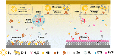 Graphical abstract: Dual regulation of interface and bulk phase by a multifunctional additive for constructing stable zinc–sulfur batteries