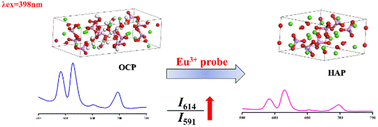 Graphical abstract: Controllable preparation of Eu3+-doped octacalcium phosphate and fluorescence study of its hydrolysis into hydroxyapatite