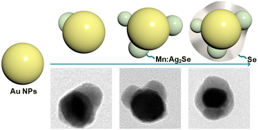 Graphical abstract: Mutual connection between extinction and morphology revealing the growth evolution of Janus Mn:Ag2Se–Au nanostructures