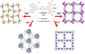 Graphical abstract: Metal ion influence on paddlewheel SBUs formed from a mixed donor multidentate ligand and the consequences for MOF structures