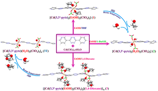 Graphical abstract: Moisture-induced single-crystal-to-powder structural transformation in cadmium coordination compounds containing an electron-deficient ligand: coordinated solvent exchange and retention of dimension