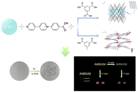 Graphical abstract: Two Cd(ii)–viologen coordination polymers with wave-like layered structures used as multi-stimulus-responsive materials