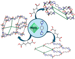 Graphical abstract: Crystal engineering of nickel(ii) coordination networks sustained by aliphatic dicarboxylate linker ligands