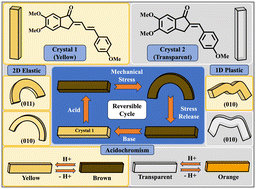 Graphical abstract: Dual-responsive benzylidene indanone crystals: mechanical flexibility coupled with reversible acidochromism