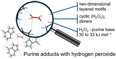 Graphical abstract: Peroxosolvates of purine derivatives: structural insights into possible H2O2-purine interactions in biological systems