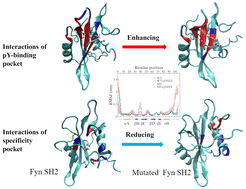 Graphical abstract: Mutation-induced rigidity in the Fyn SH2 domain enhances pY-binding affinity at the cost of peptide specificity