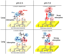 Graphical abstract: Molecular simulations and an experimental study of the oligopeptide-mediated fouling mechanisms of polyamide reverse-osmosis membranes