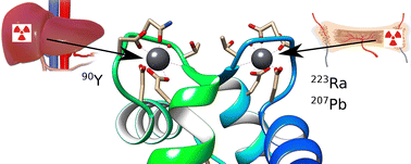 Graphical abstract: Estimating protein binding upon treatment with radionuclide ions