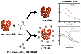 Graphical abstract: Understanding the impact of the molecular crowding environment on the glyoxal-mediated glycation of hemoglobin