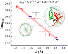 Graphical abstract: Triplet excitation dynamics of photosynthetic light-harvesting antennae: mechanistic insights into the conjugation regulated carotenoid functionality
