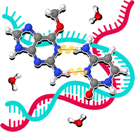 Graphical abstract: Proton transfer in methylated G–C: nuclear quantum effects and water-assisted hopping