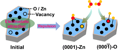 Graphical abstract: Investigation of the water-induced polar facet stabilization mechanism in ZnO nanoplates with 1H NMR spectroscopy