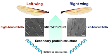 Graphical abstract: Left–right asymmetry in the microstructure of the hindwings of European hornet revealed by scanning electron microscopy and microscopic vibrational circular dichroism