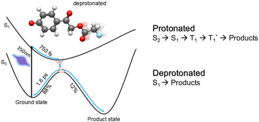 Graphical abstract: pH-dependent ultrafast photodynamics of p-hydroxyphenacyl: deprotonation accelerates the photo-uncaging reaction