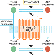 Graphical abstract: Computational design of an improved photoswitchable psychedelic based on light absorption, membrane permeation and protein binding