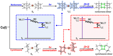Graphical abstract: Photodimerization of norbornenes and cyclohexenes catalyzed by Cu(i) complexes: mechanistic similarities and differences