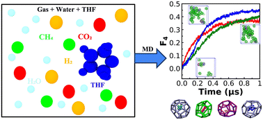 Graphical abstract: Molecular dynamics insights into tetrahydrofuran-assisted formation of CH4, CO2, and H2 gas hydrates