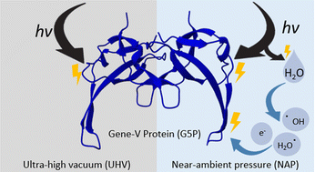 Graphical abstract: Radiation damage to amino acids, peptides and DNA-binding proteins: the influence of water directly monitored by X-ray photoelectron spectroscopy