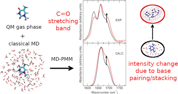 Graphical abstract: Probing the environmental sensitivity of thymine C [[double bond, length as m-dash]] O vibrations through infrared spectra simulations