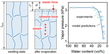 Graphical abstract: Modelling of water evaporation in hydrogels considering the state of water in tension