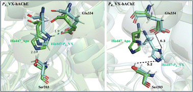 Graphical abstract: Unraveling the stereoisomeric toxicity of V-series nerve agent VX on human acetylcholinesterase: a well-tempered metadynamics study