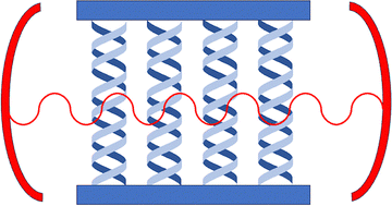Graphical abstract: Cavity-mediated enhancement of CISS in DNA junctions