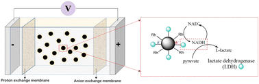 Graphical abstract: Co-immobilization of a rhodium catalyst and LDH on a carbon electrode using a covalent graft strategy for electrosynthesis of l-lactate in a bipolar electrochemical system