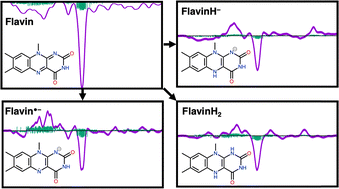 Graphical abstract: Assigning flavin's difference-FTIR spectral bands in solution: frequency and intensity shifts in flavin's 1-electron and 2-electron reduced states