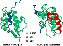 Graphical abstract: Azurin-based peptide p28 disrupts p53–HDM2 interactions: insights from in silico studies