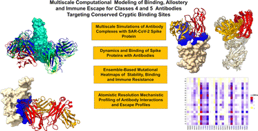 Graphical abstract: Dynamic mutational profiling of binding interactions and allosteric networks in conformational ensembles of the SARS-CoV-2 spike protein complexes with classes of antibodies targeting cryptic binding sites: confluence of binding and allostery determines molecular mechanisms and hotspots of immune escape