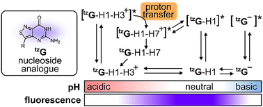 Graphical abstract: Exploring excited-state proton transfer reactions in isothiazologuanosine, an isofunctional fluorescent analogue of guanosine