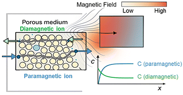 Graphical abstract: Magnetically assisted separation of weakly magnetic metal ions in porous media. Part 2: numerical simulations