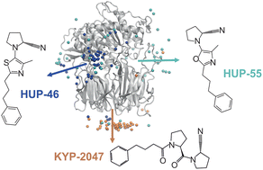 Graphical abstract: Decoding dissociation pathways of ligands in prolyl oligopeptidase
