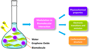 Graphical abstract: Interaction mechanism of BSA, Hb, and dsDNA with graphene oxide after visible light exposures: in vitro physicochemical properties and multi spectroscopic insights