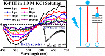 Graphical abstract: Modulating charge carrier dynamics in potassium-poly(heptazine imide) via aqueous KCl solutions probed by femtosecond transient absorption spectroscopy